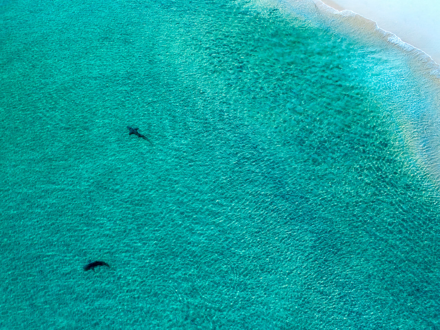 IA0194 ~ Shark Bay ~ Coral Coast