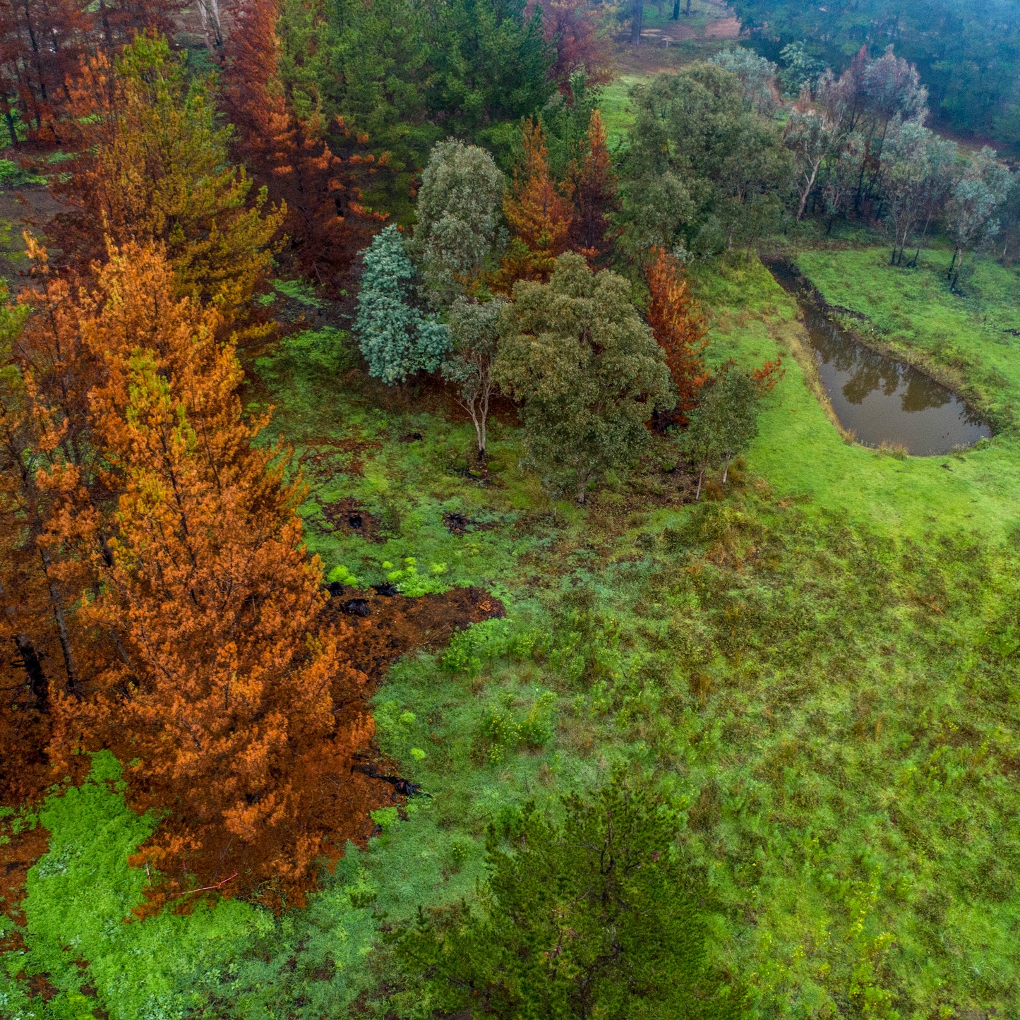 IA0506 ~ Nannup ~ South West