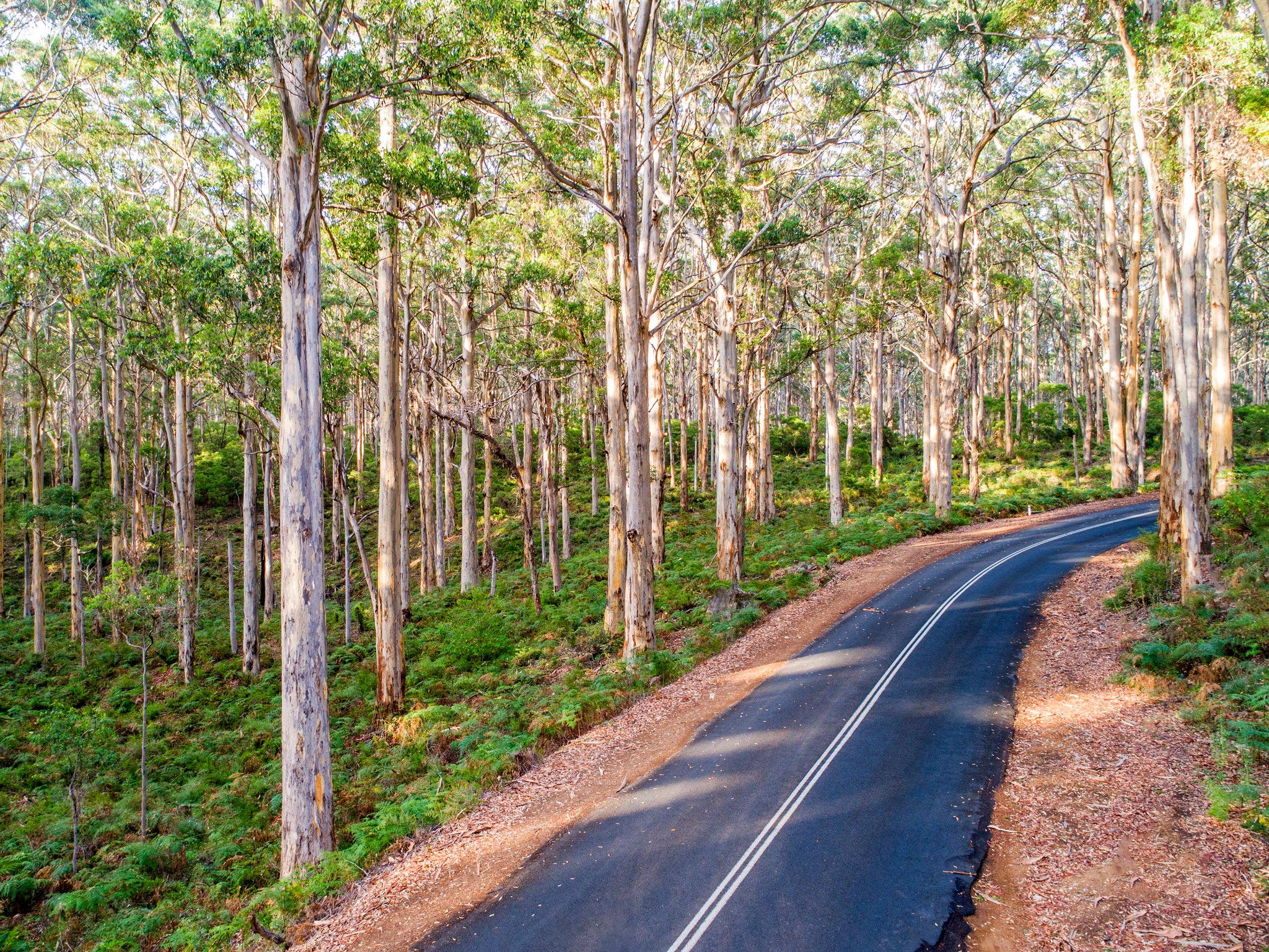 IA0043 - BORANUP FOREST