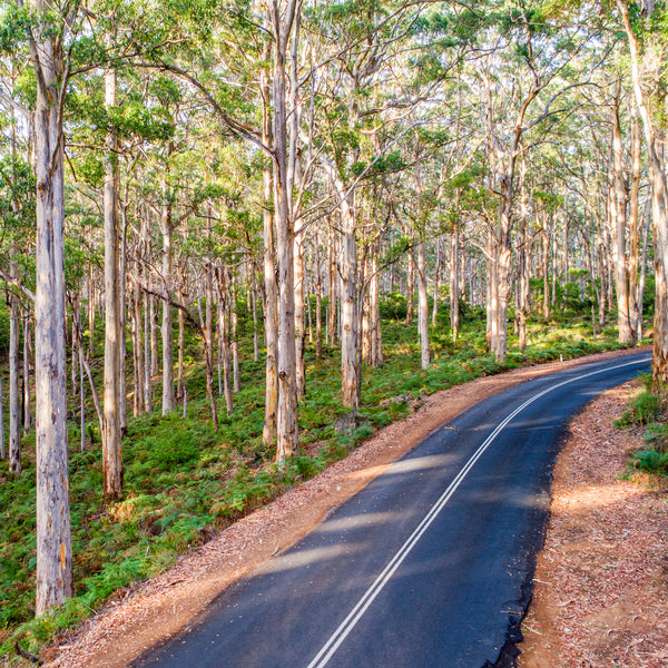 IA0043 - BORANUP FOREST